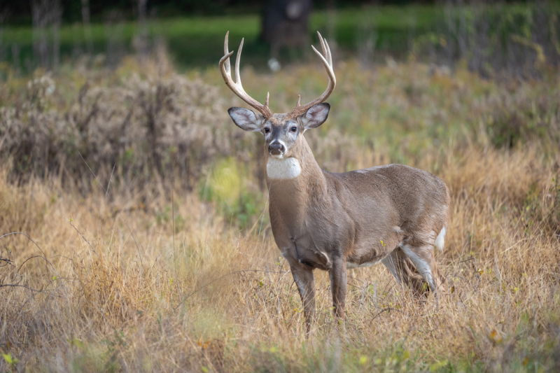 Pennsylvania Sunday Hunting Ban Is Officially Repealed